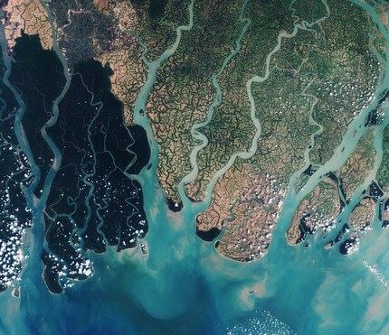 Sundarbans 1